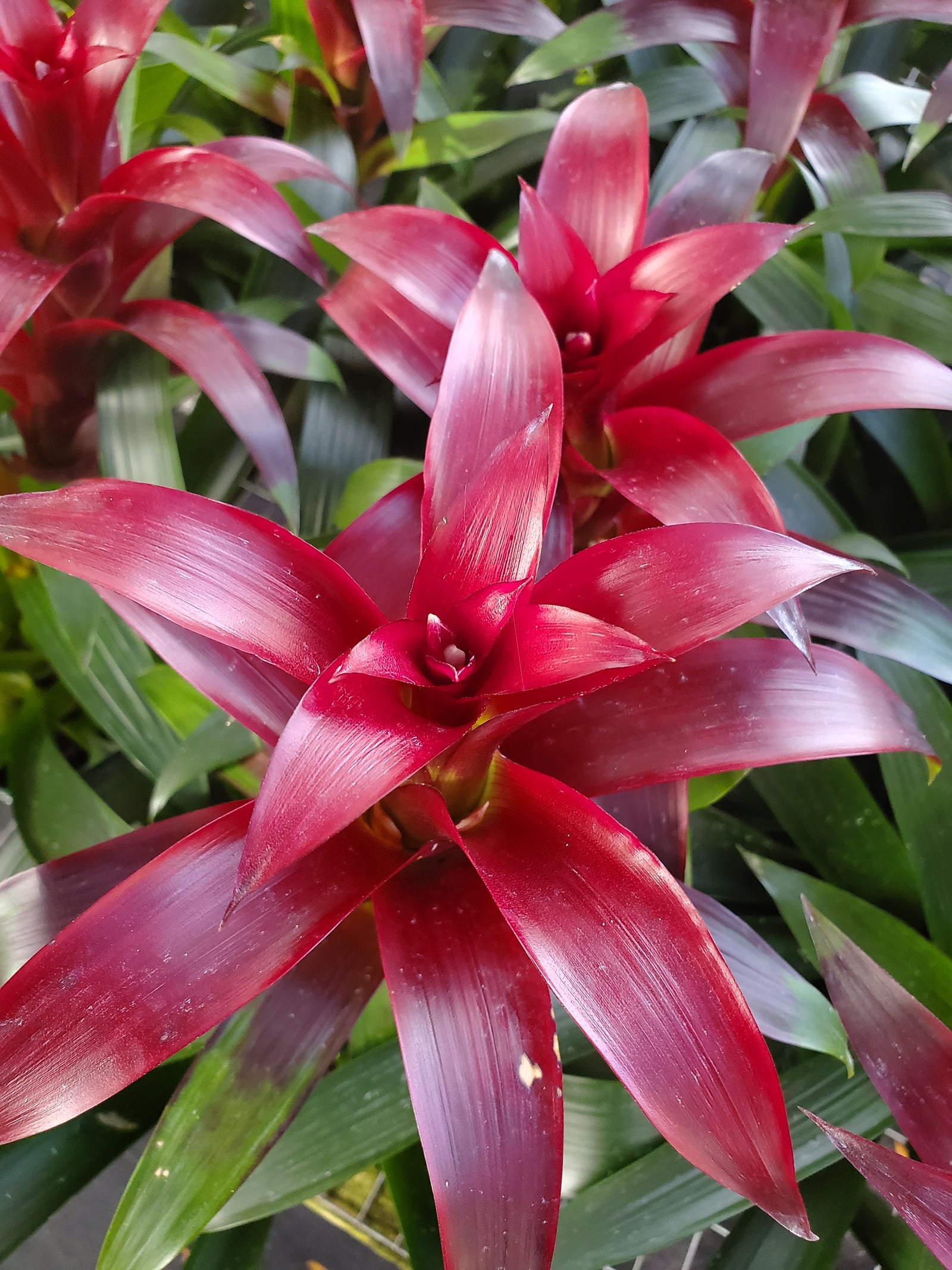 Bright Guzmania Bromeliad with colorful central bloom, great for indoor decor.