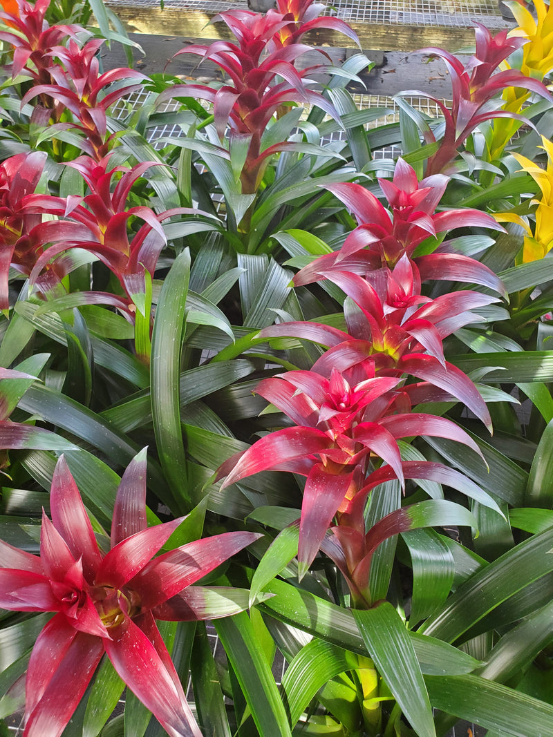 Bromeliad - Guzmania