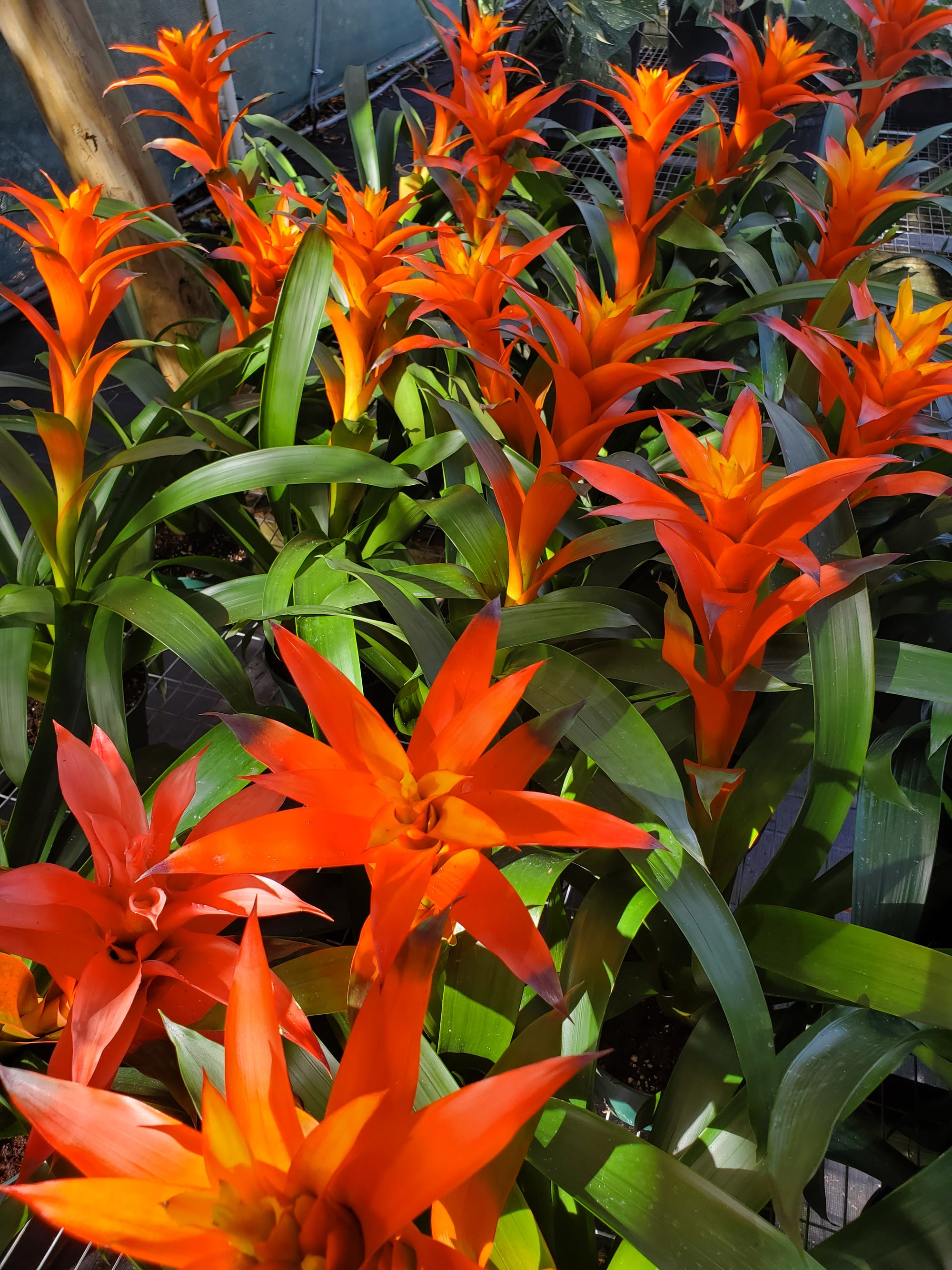 Bromeliad - Guzmania