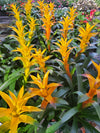 Bromeliad - Guzmania