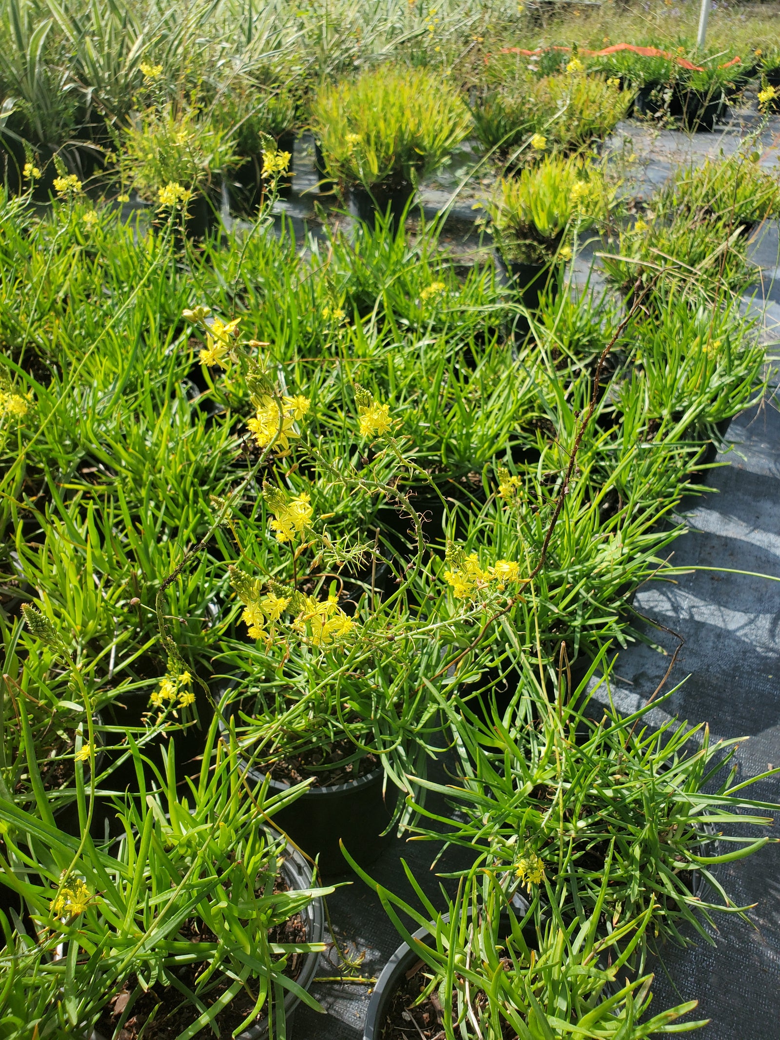 Hardy Bulbine with succulent foliage and orange-yellow flower spikes, drought-tolerant and low maintenance.