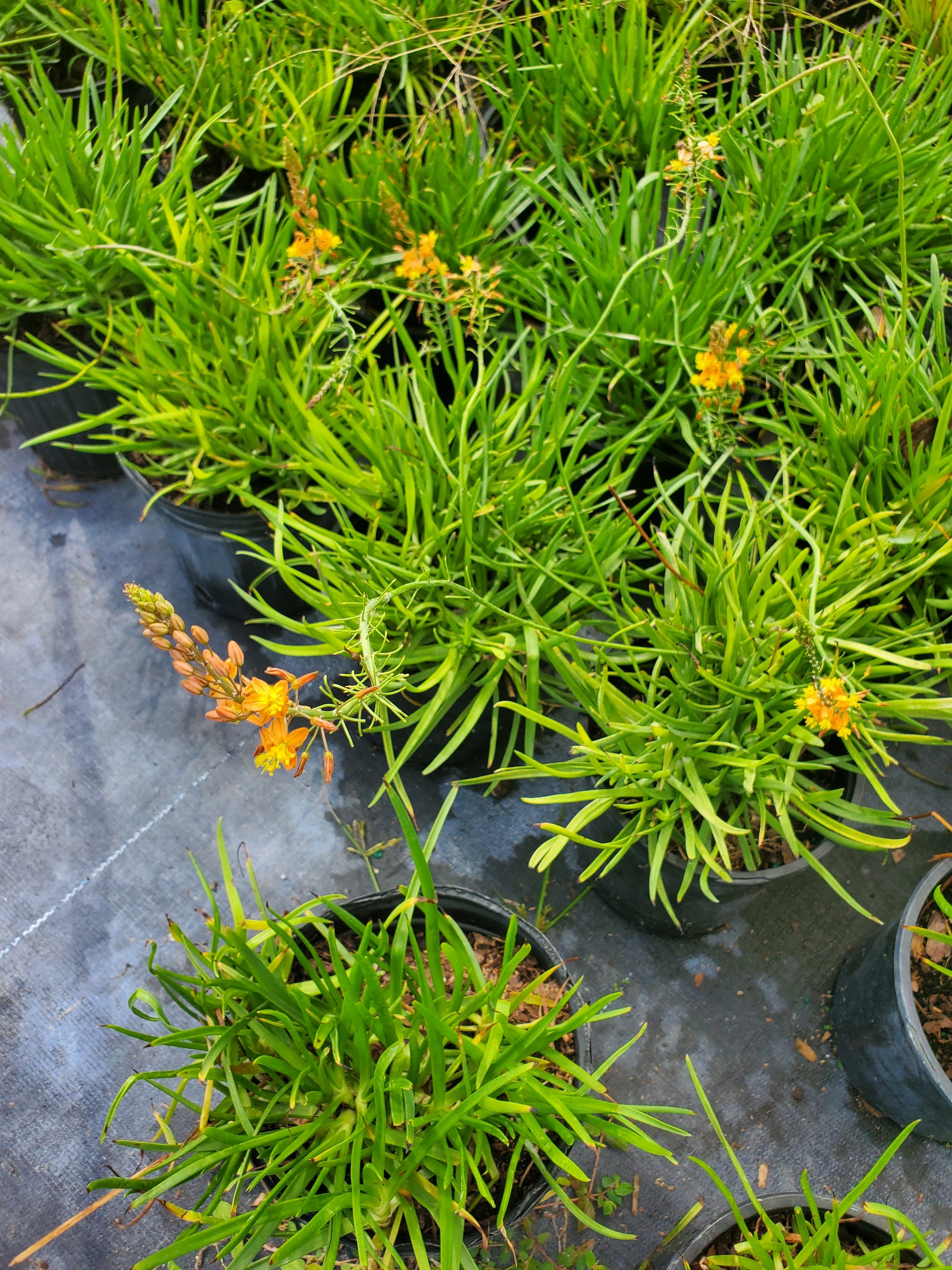 bulbine succulents Bulbine