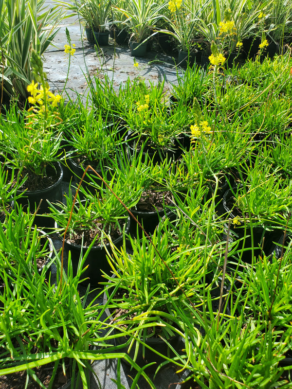 bulbine succulents Bulbine