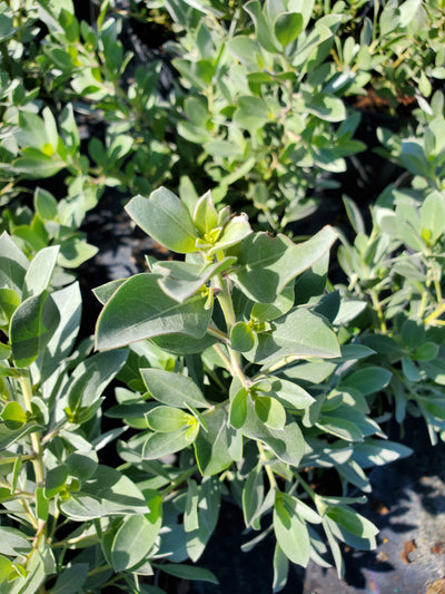 Silver Buttonwood Bush