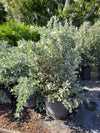 Silver Buttonwood Bush