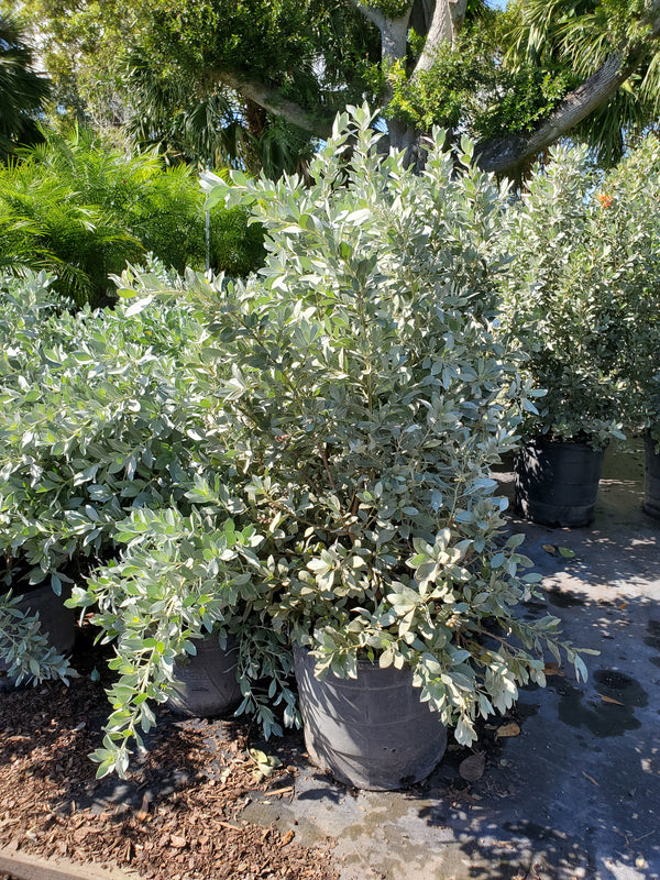 silver button plant indoor Silver Buttonwood Bush