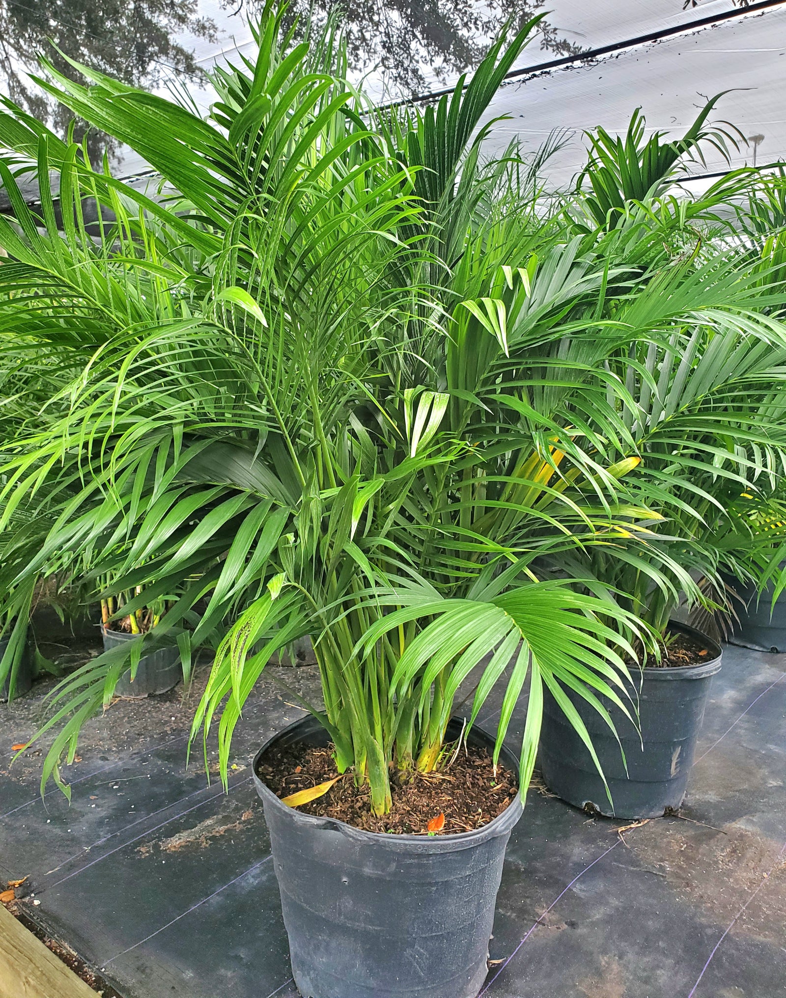 Lush Cat Palm ideal for indoor or shady outdoor areas, non-toxic and easy to care for.