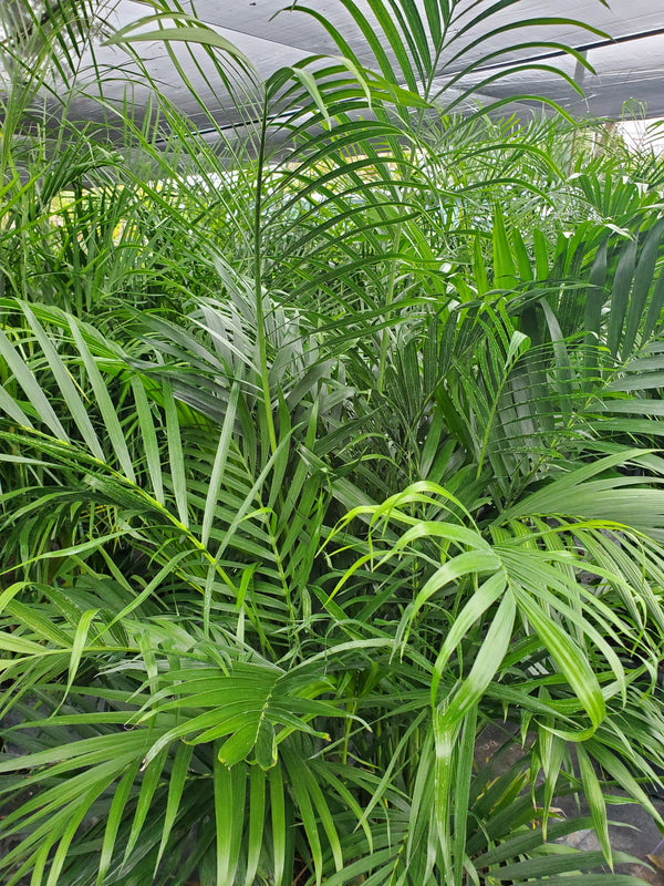 cat palm flowering Cat Palm