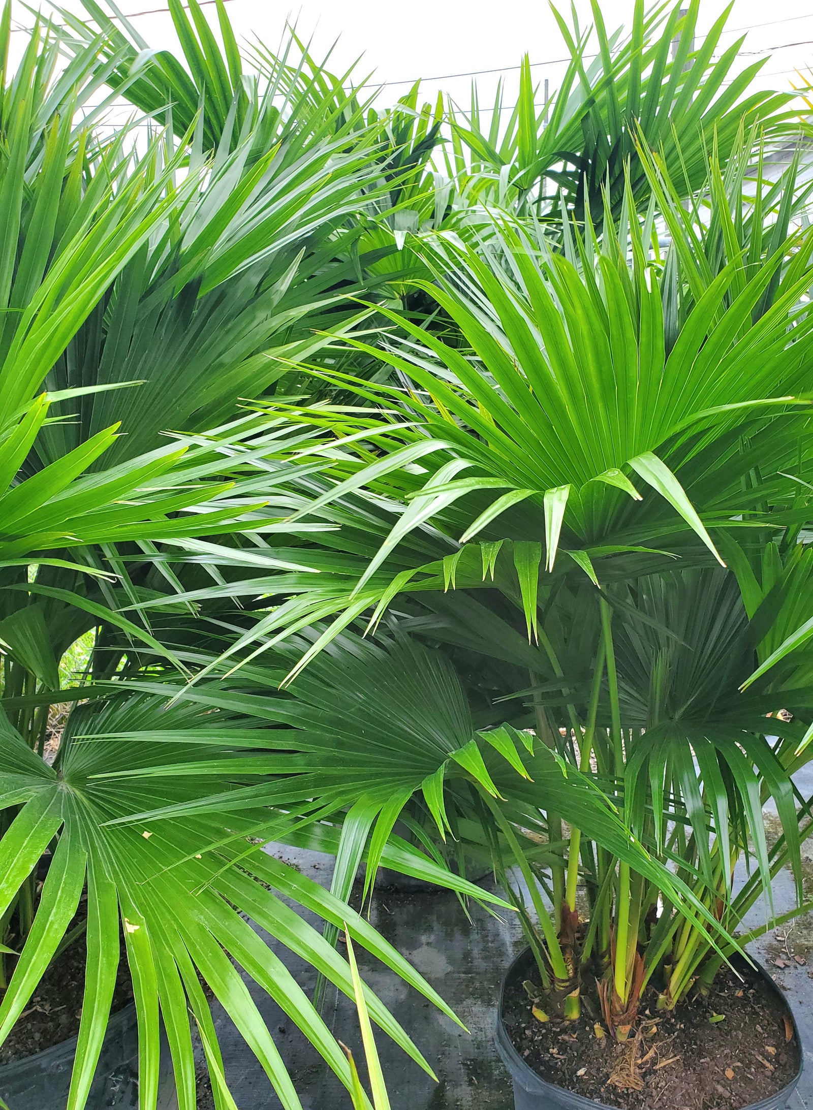Wide-leaved Chinese Fan Palm with tropical fan-like foliage, slow-growing and hardy.