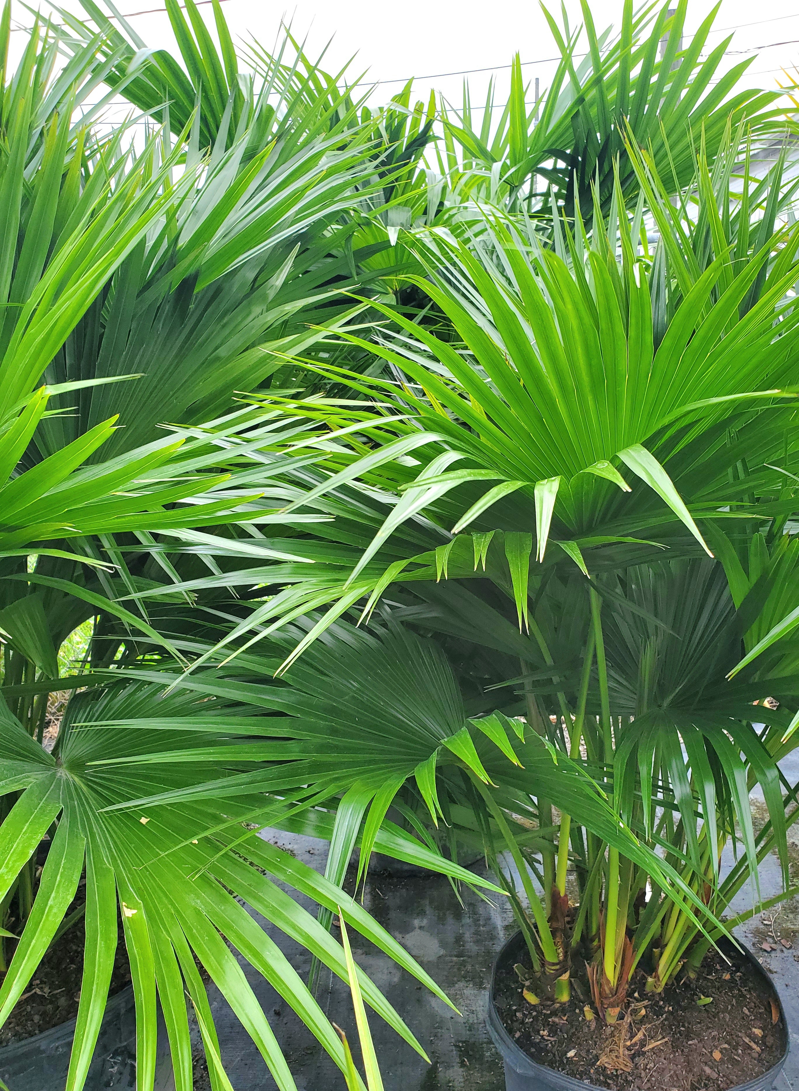 chinese fan palm cat safe Chinese Fan Palm