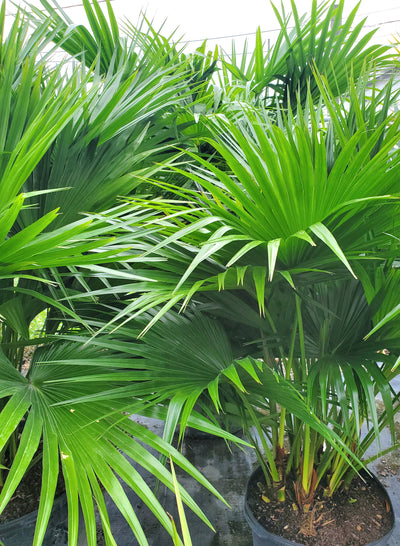 Chinese Fan Palm with large, fan-shaped leaves, perfect for creating tropical focal points in Florida landscapes