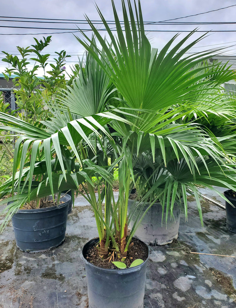 Chinese Fan Palm with large, fan-shaped leaves, perfect for creating tropical focal points in Florida landscapes