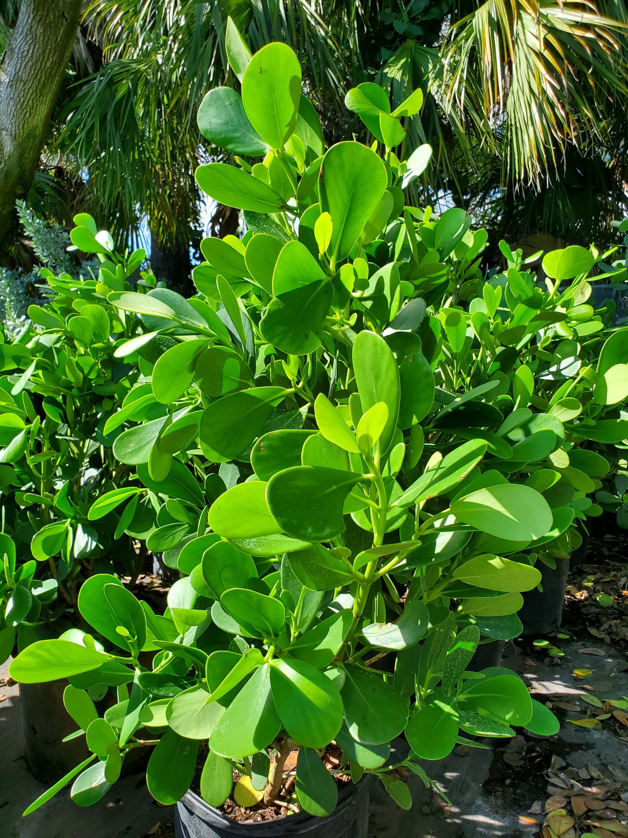 clusia hedge plant Clusia