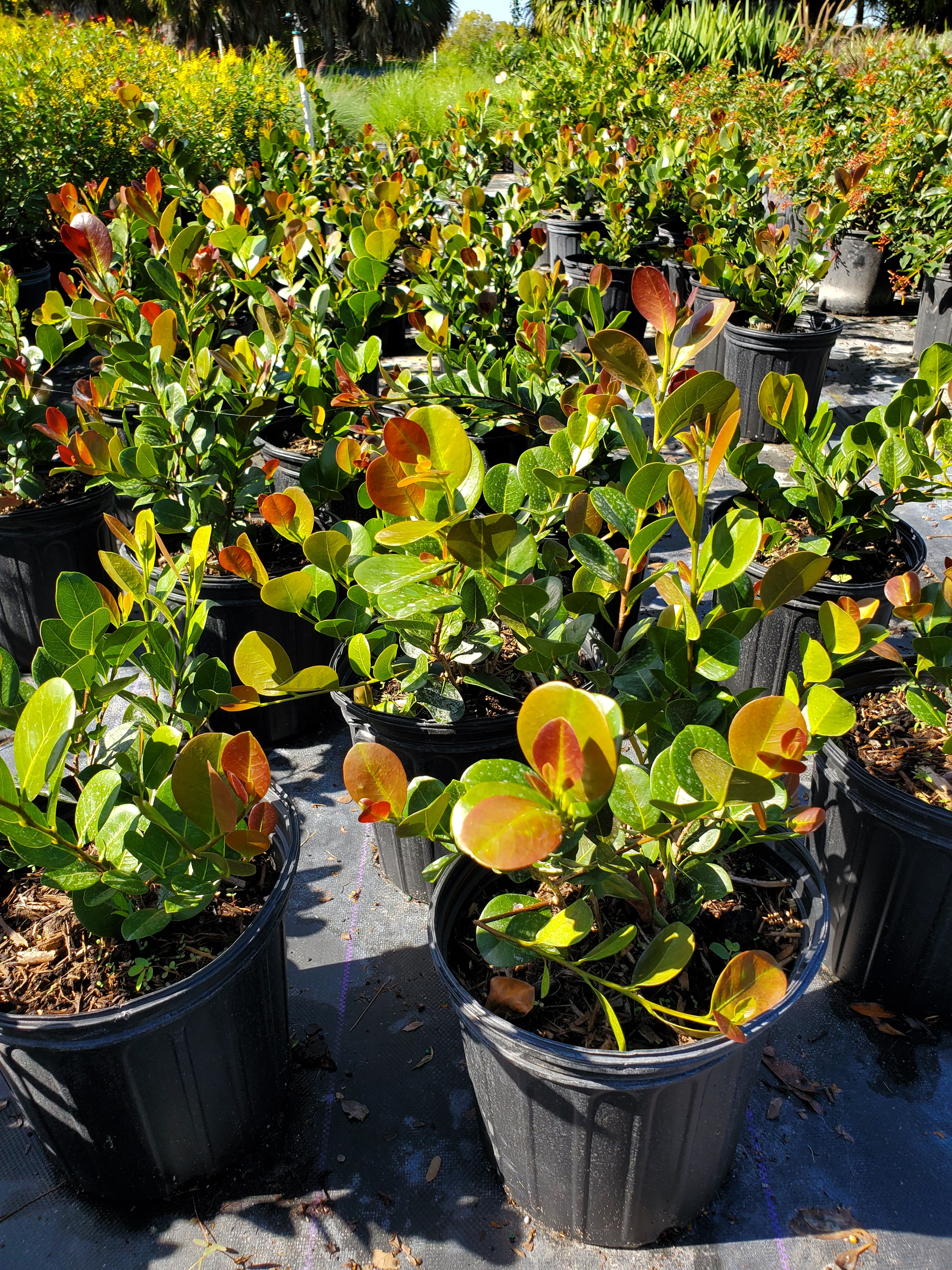 Coco Plum Hedge Florida Cocoplum Shrub With Young Light Green Leaves
