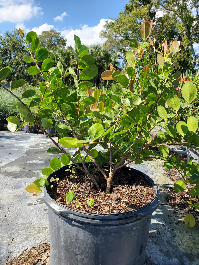 Cocoplum with lush green foliage and edible plum-like fruits, ideal for creating native hedges and wildlife habitats in Florida landscapes