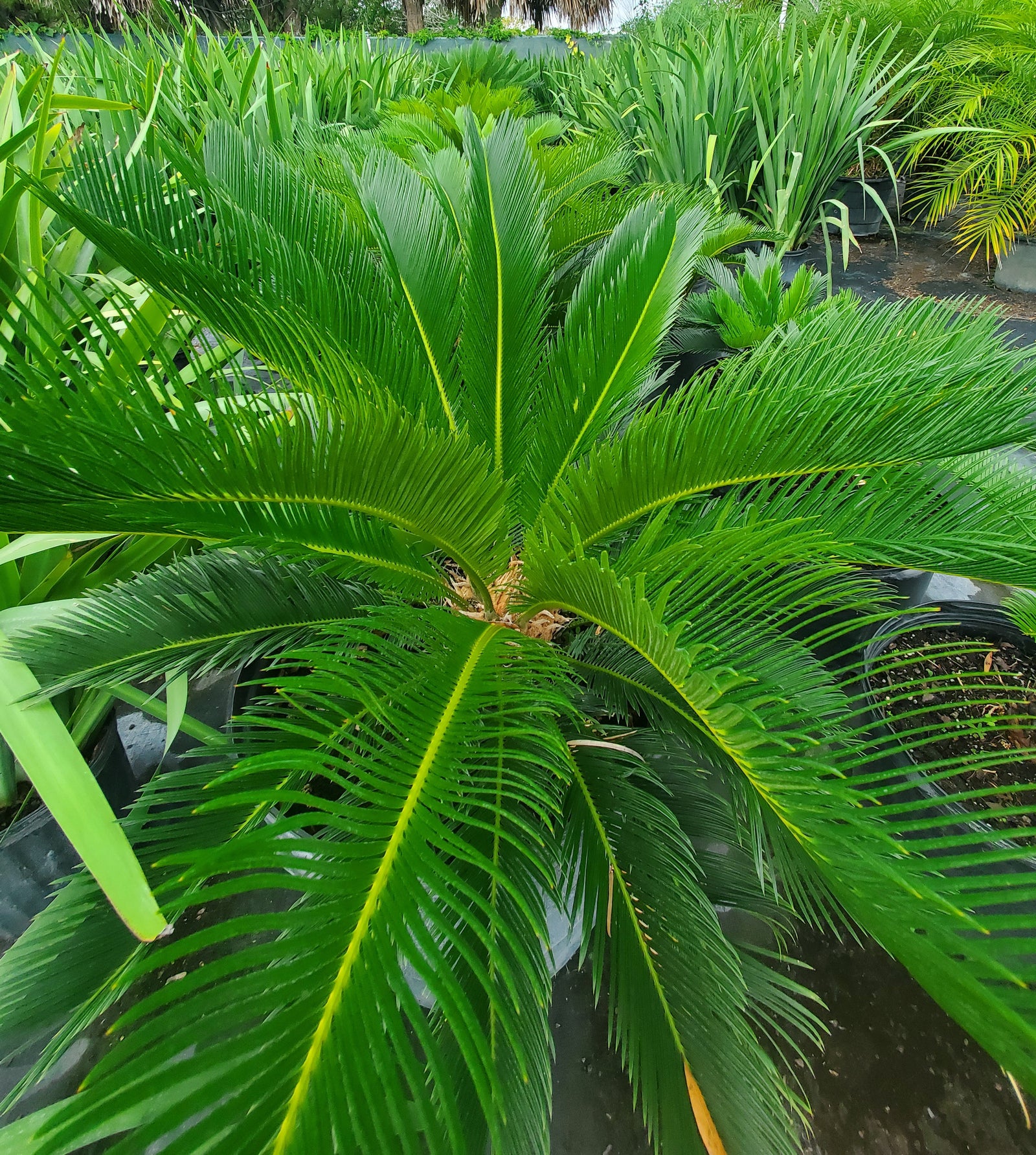Hardy Sago Palm with stiff green fronds, perfect for Florida sun or shade gardens