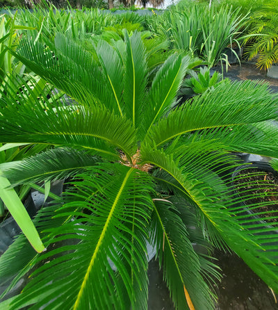 kangi palm plant Sago Palm