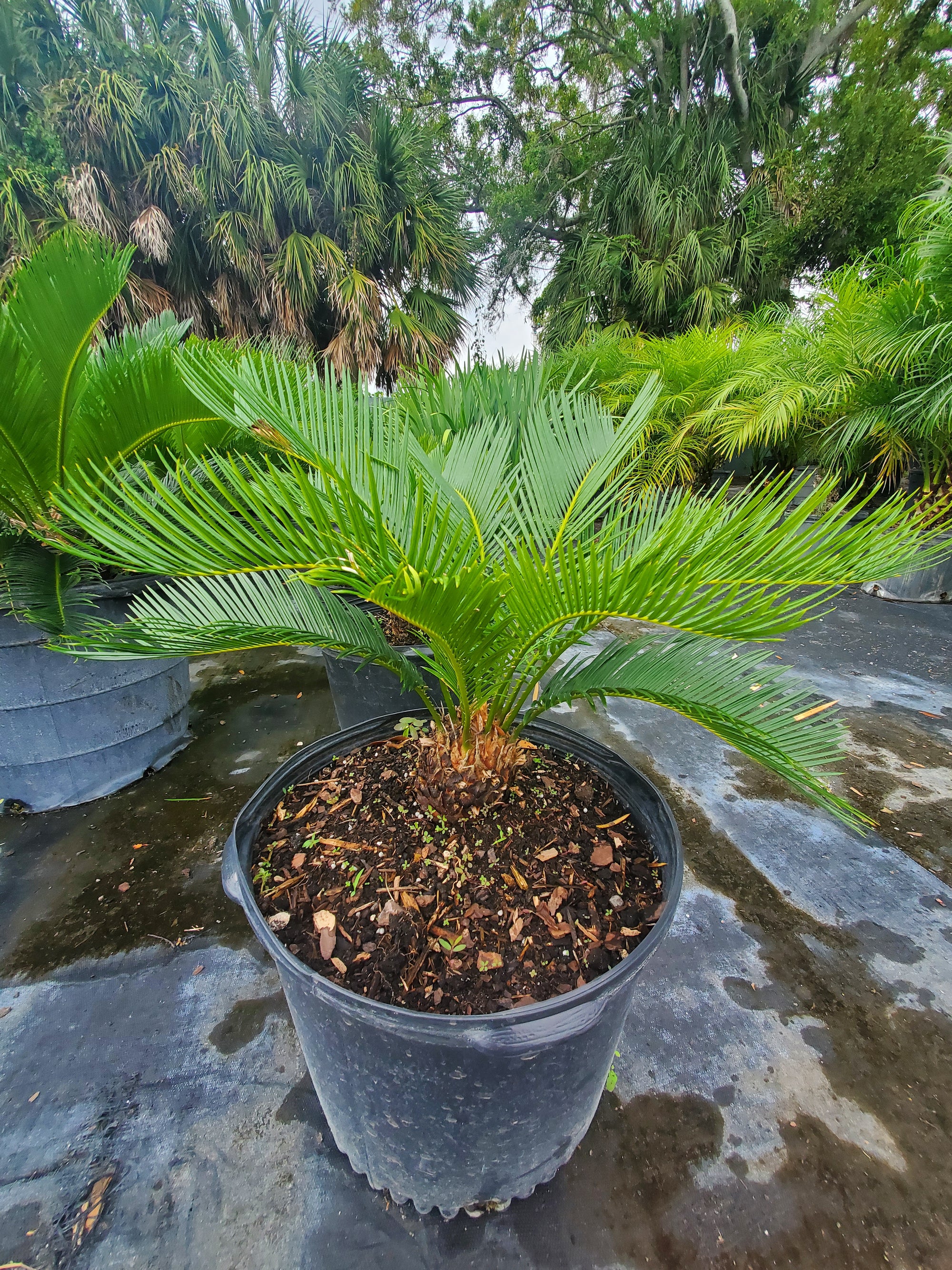 plant sago palm Sago Palm