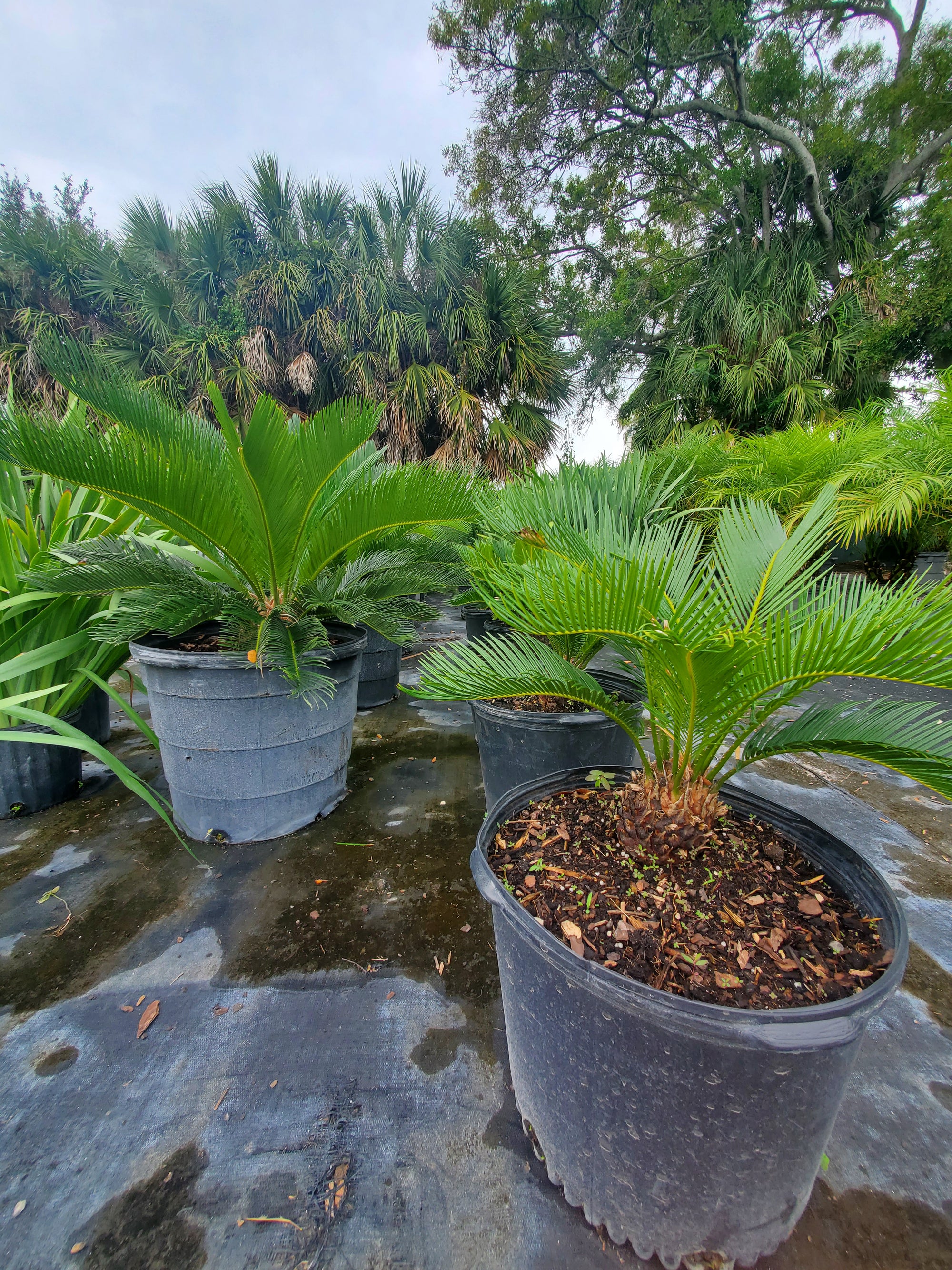 sago palm outdoor plant Sago Palm
