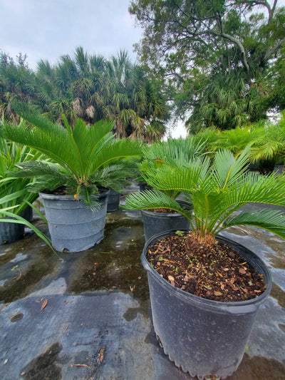 planting sago palms in ground Sago Palm