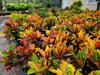 Petra Croton with vibrant, multicolored leaves featuring shades of red, yellow, and green, perfect for adding bold color and tropical flair to Florida gardens and indoor spaces