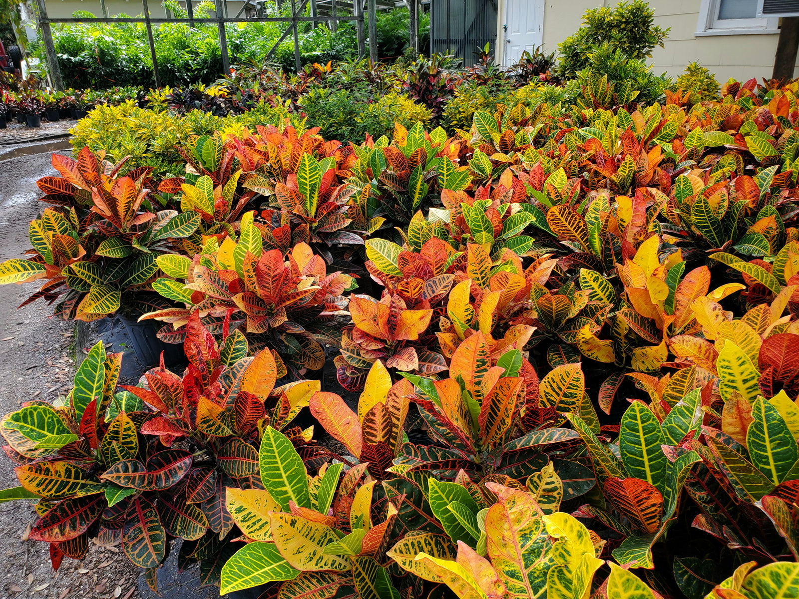 Multicolored Croton with bold foliage, ideal for tropical landscapes or indoor statement plants.