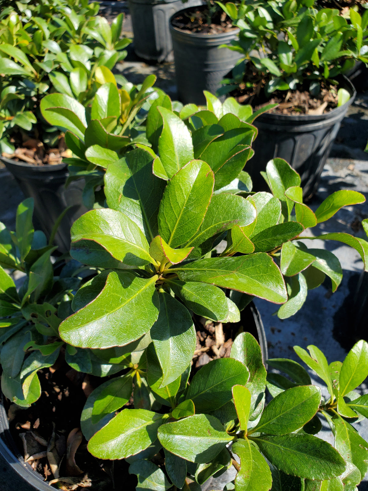 Ficus - Native Jungle
