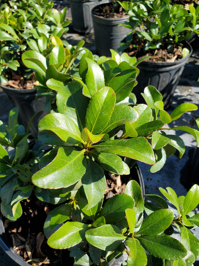 Green Island Ficus with glossy, dark green leaves and compact growth habit, perfect for creating low-maintenance hedges and ground cover in Florida landscapes