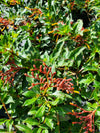 Dwarf Firebush with bright orange-red tubular flowers and dark green leaves, perfect for attracting hummingbirds and butterflies to Florida gardens