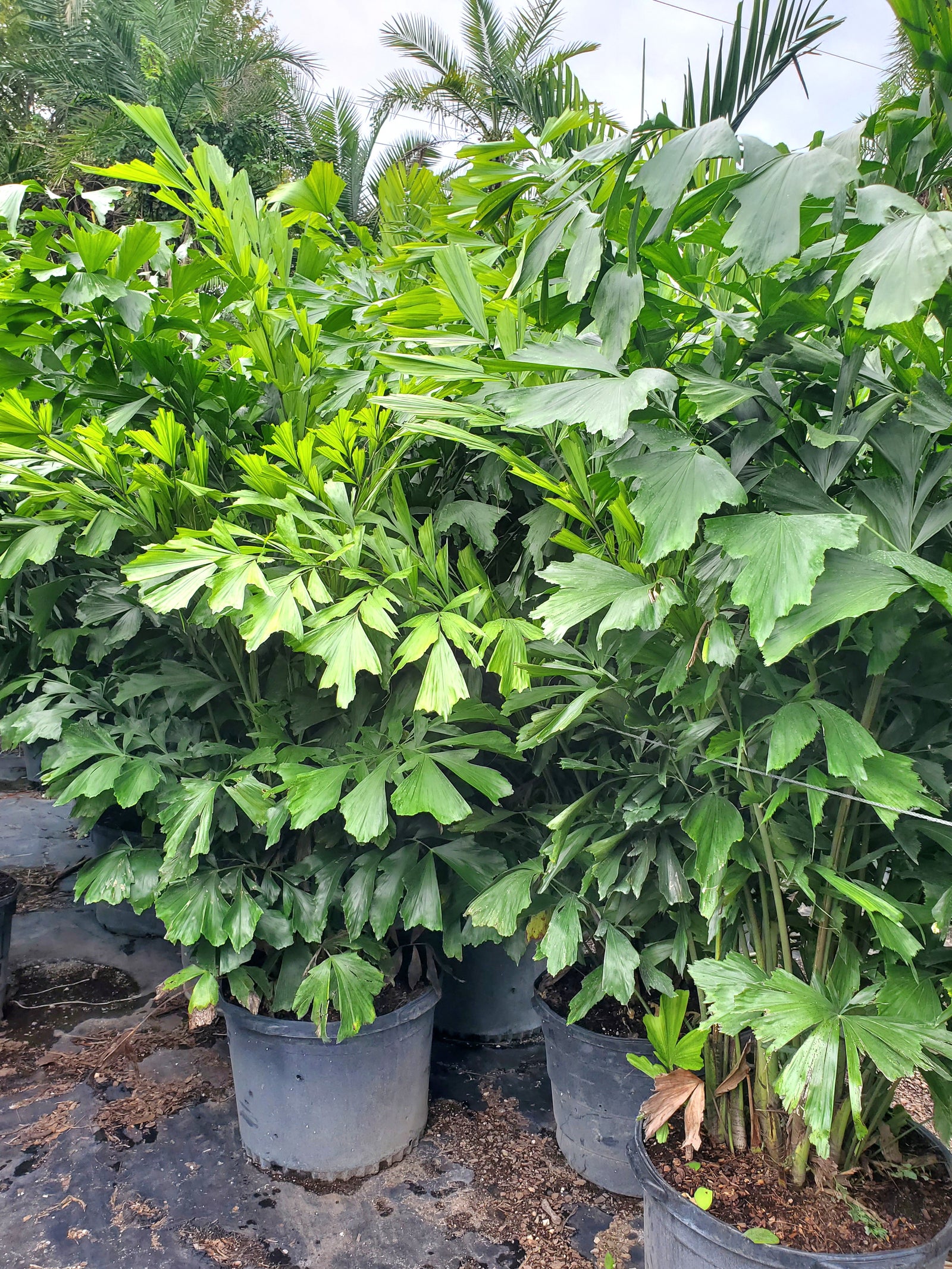 Unique Fishtail Palm with jagged fronds, great for privacy and tropical impact.