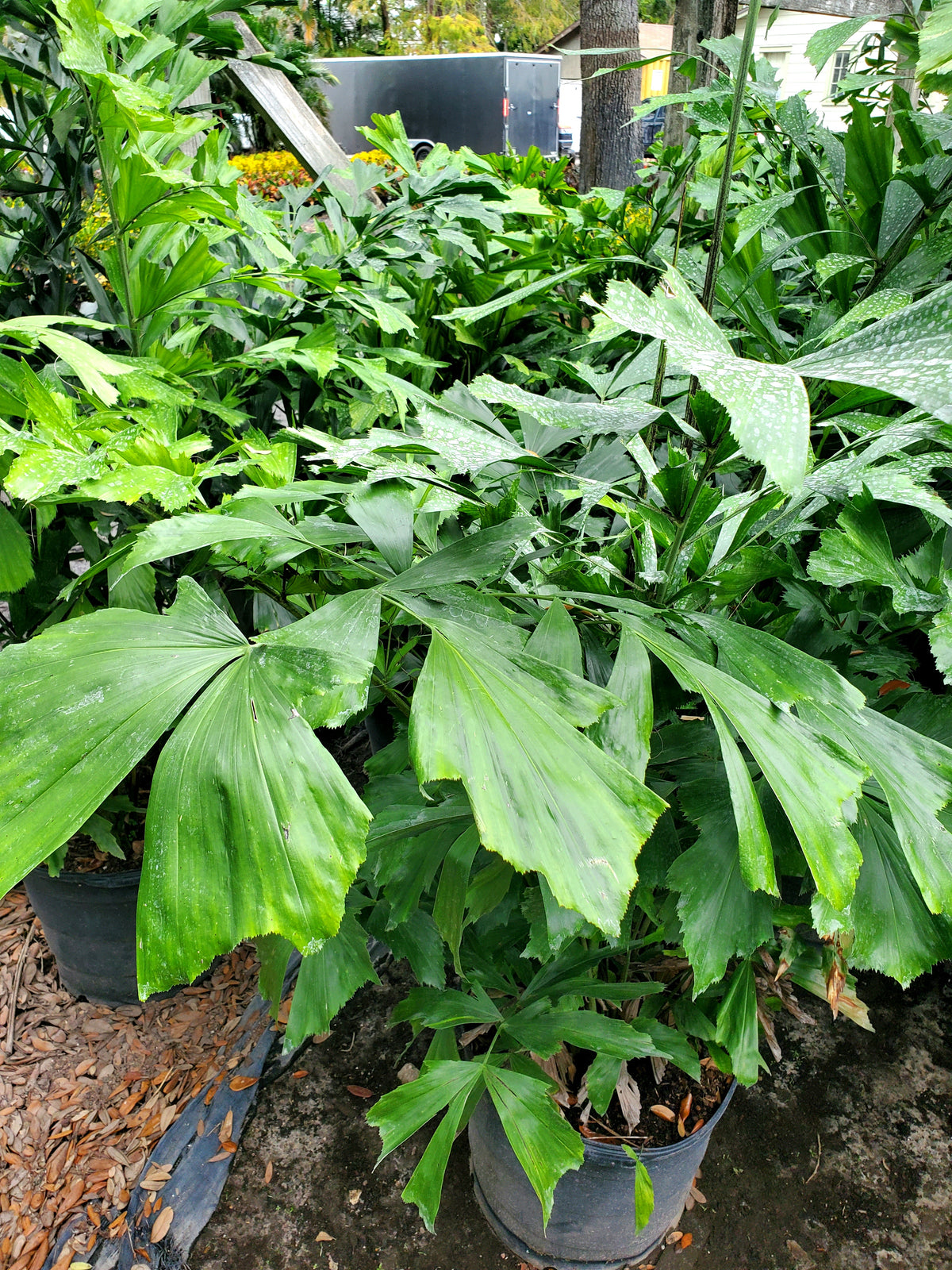 Fishtail Palm Native Jungle Fishtail Palm Native Jungle