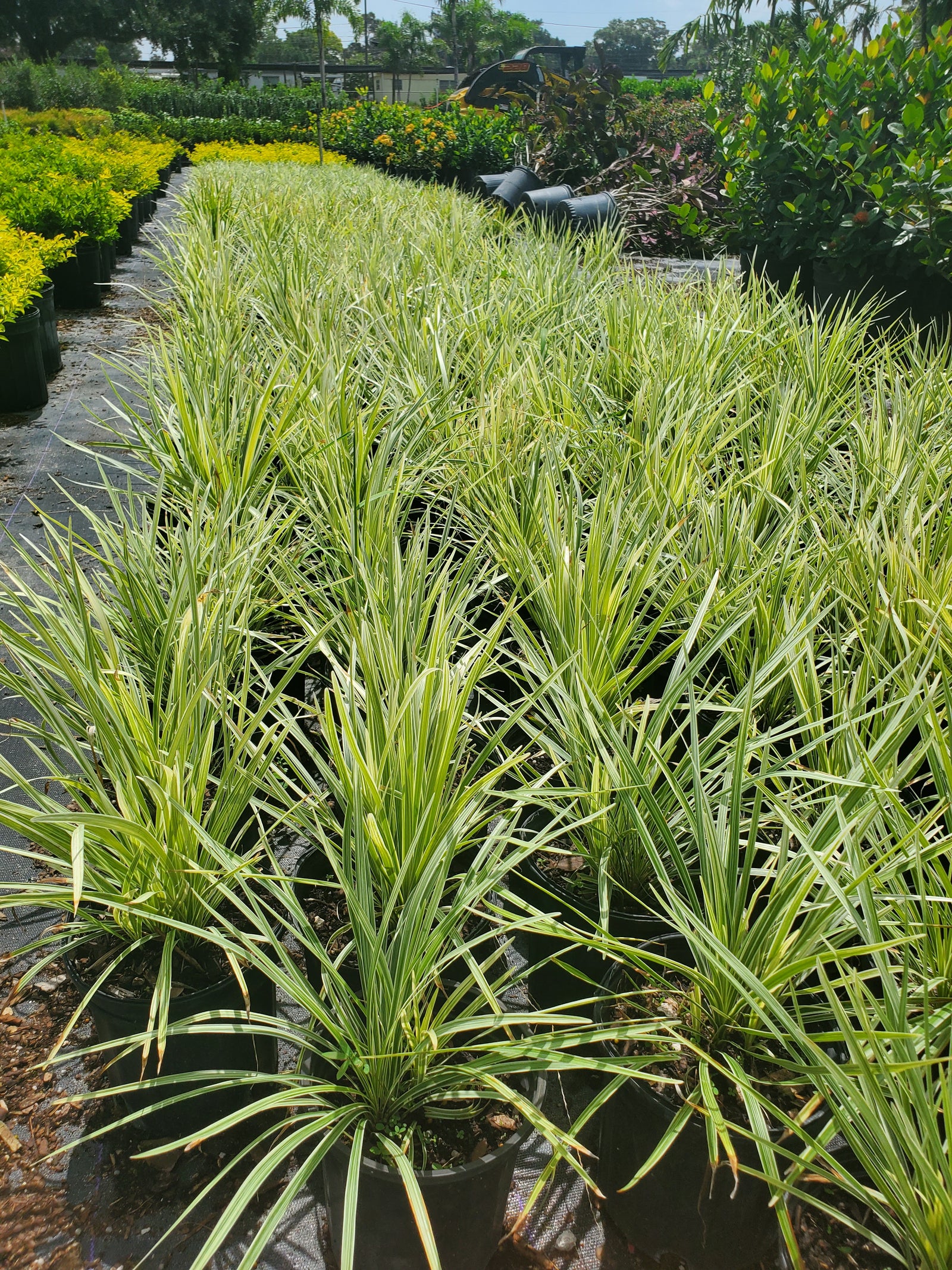 Spiky Flax Lily with variegated foliage, drought-tolerant and useful as a groundcover.