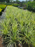 Flax Lily with strap-like green and white variegated leaves and small blue flowers, ideal for ground cover and adding visual interest to Florida landscapes