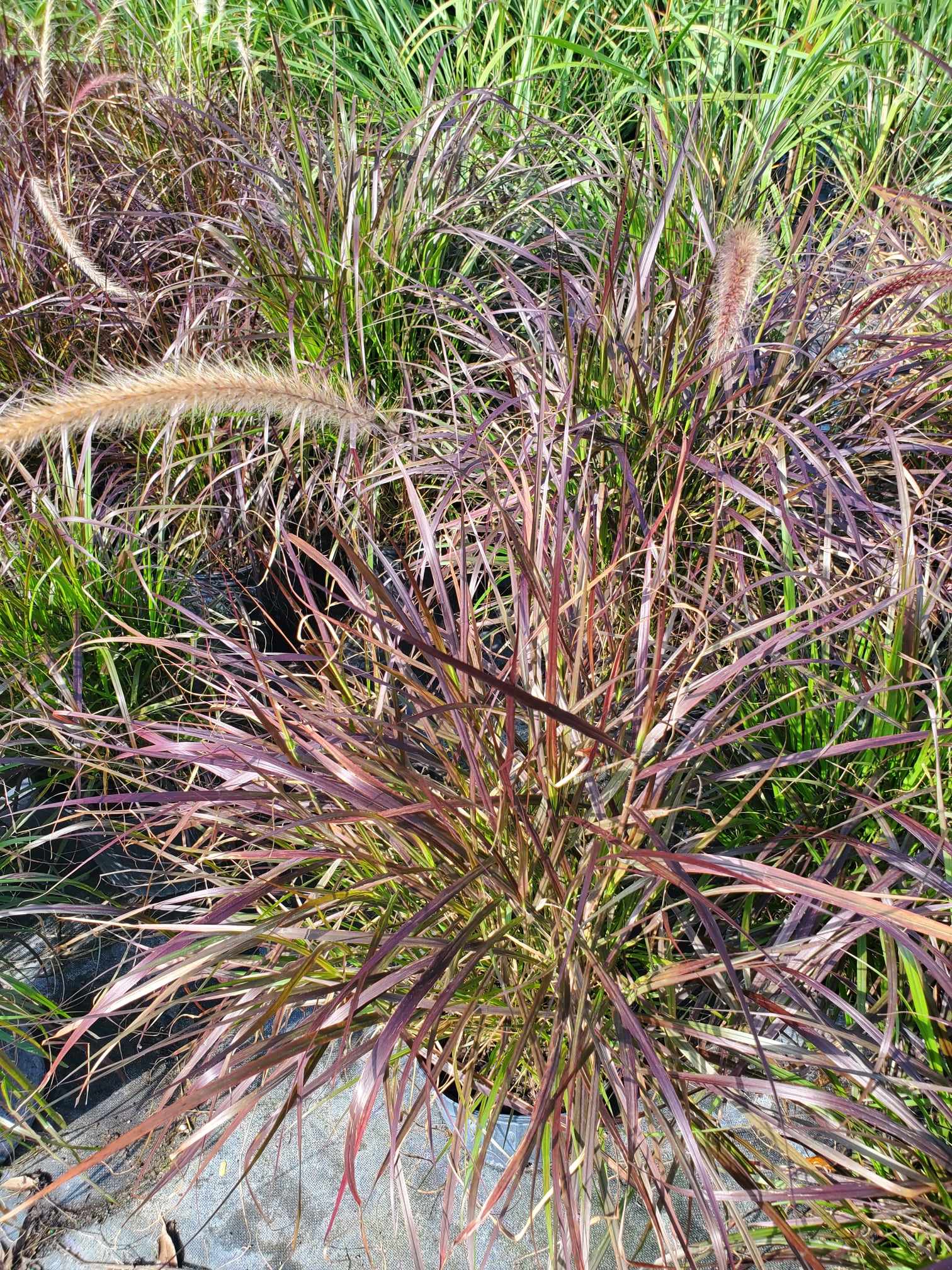 Fountain Grass