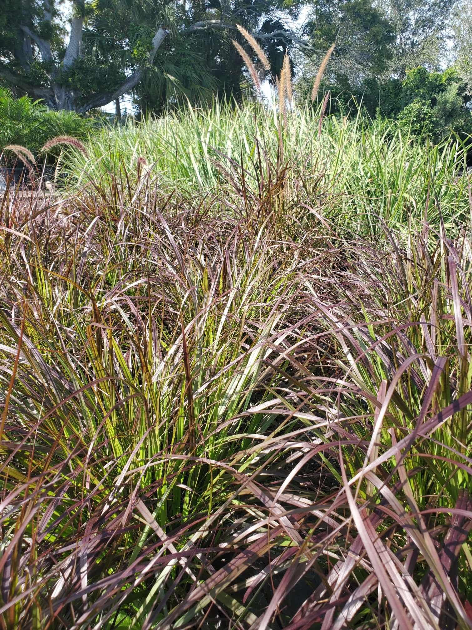 Fountain Grass