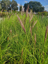 Fountain Grass with graceful, arching plumes and feathery flower spikes, perfect for adding movement and texture to Florida landscapes and garden borders