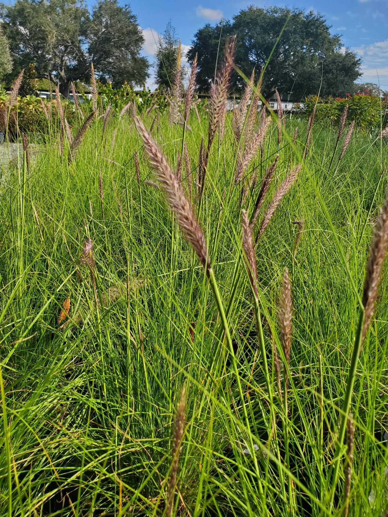 Ornamental Fountain Grass with arching blades and fuzzy blooms, perfect for texture.