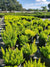 Foxtail Fern with dense, feathery plumes of bright green foliage, ideal for adding texture and visual interest to shaded areas and container gardens in Florida