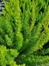 Foxtail Fern