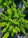 Foxtail Fern