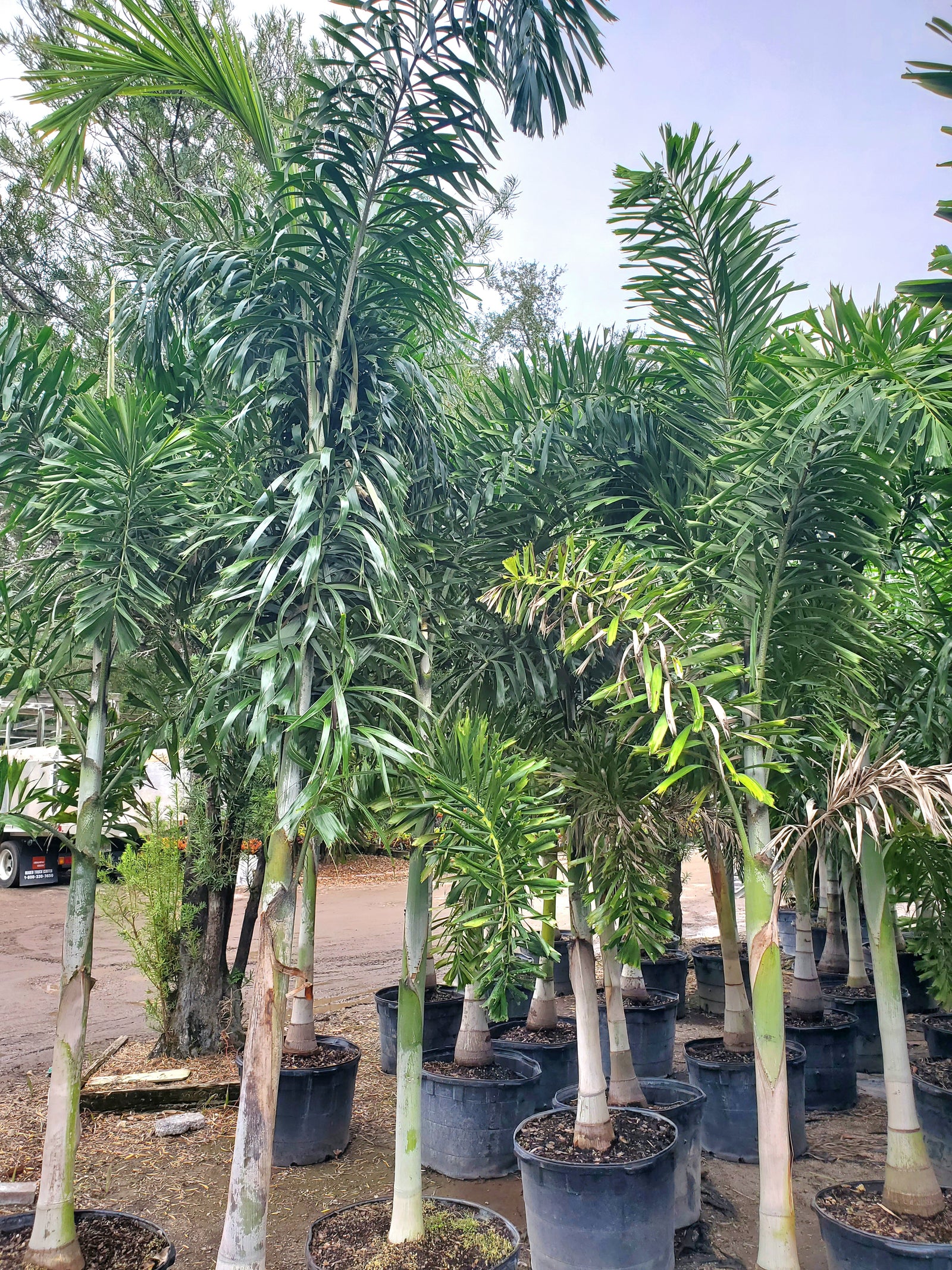 Elegant Foxtail Palm with bushy fronds and self-cleaning trunk, tropical statement tree.