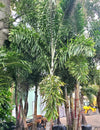 Foxtail Palm