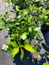 Gardenia with fragrant, creamy white flowers and glossy green leaves, perfect for adding elegance and scent to Florida gardens and landscapes