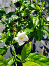 Gardenia Bush