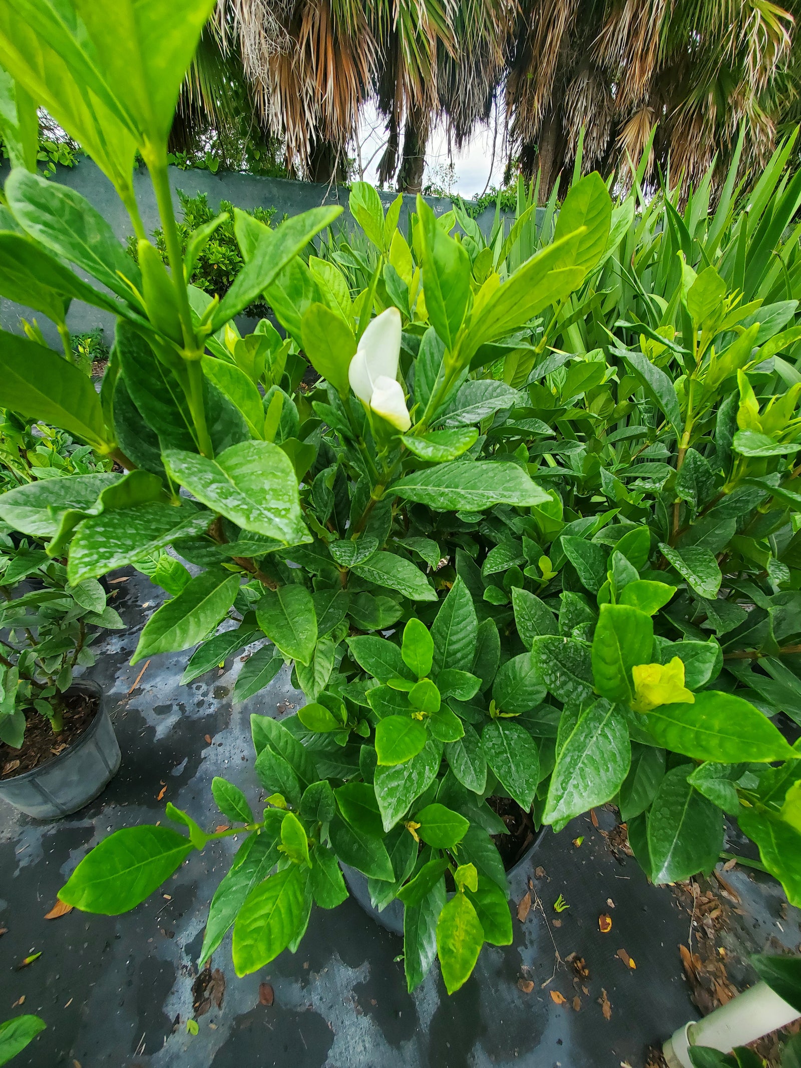 Fragrant Gardenia bush with glossy leaves and white blooms, perfect for formal gardens.
