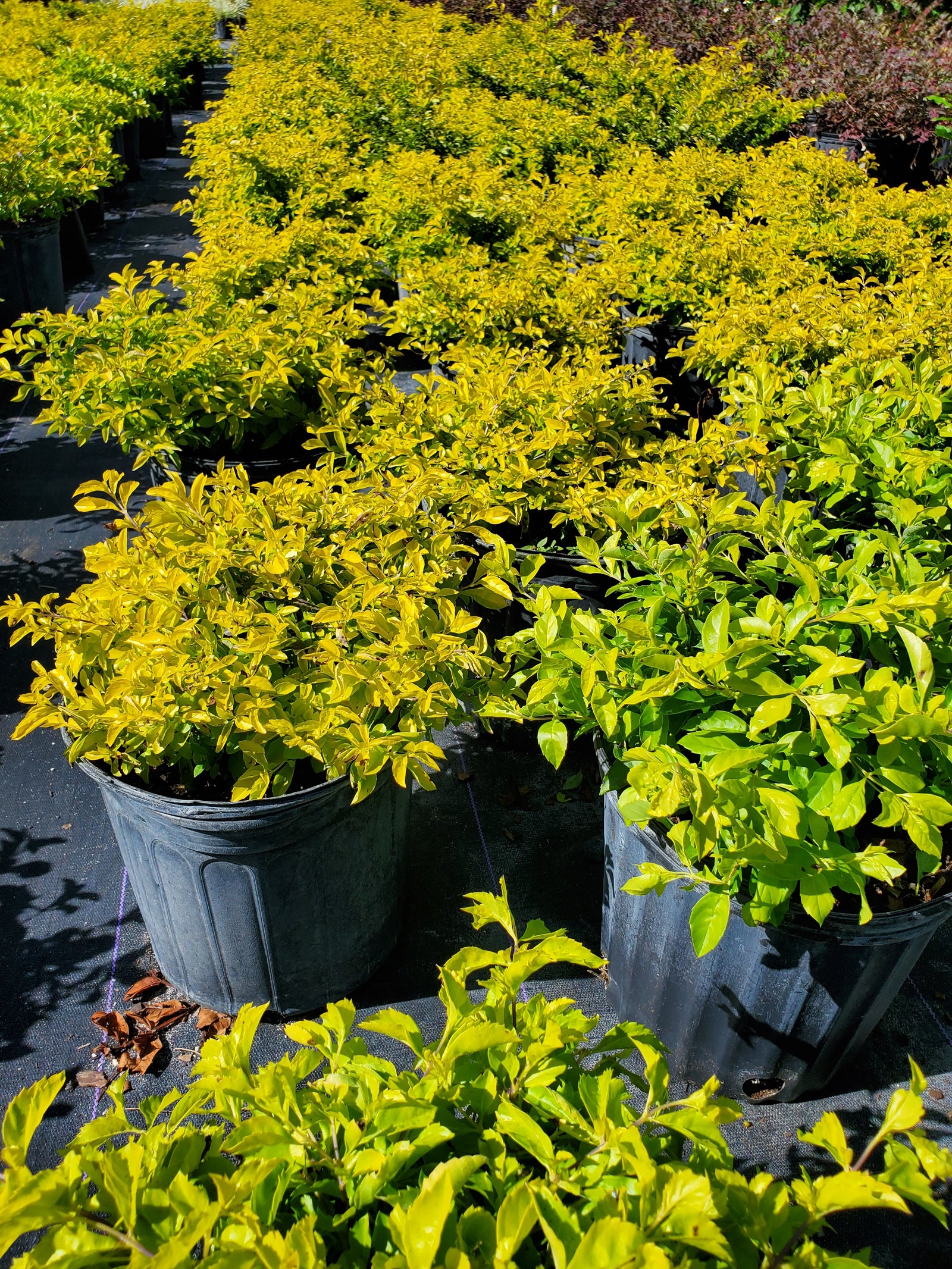Golden-leafed Duranta shrub, bright color contrast for sunny landscapes.