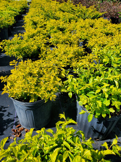 Gold Mound Duranta with vibrant golden-yellow foliage, ideal for brightening up Florida gardens and creating colorful low hedges or borders