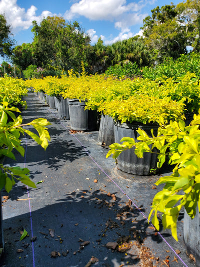 Gold Mound Duranta