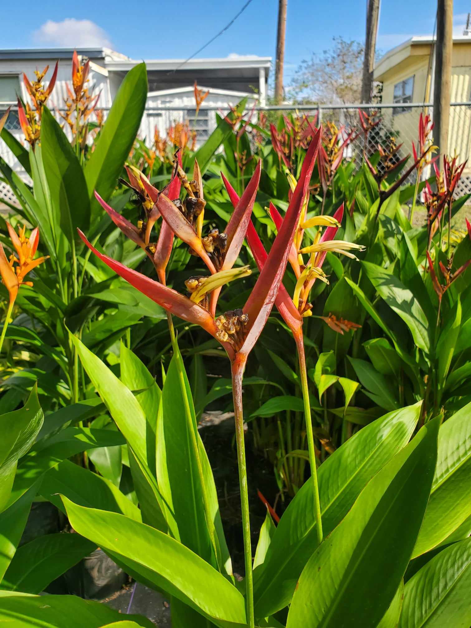Tropical Heliconia with large paddle leaves and exotic lobster-claw blooms.