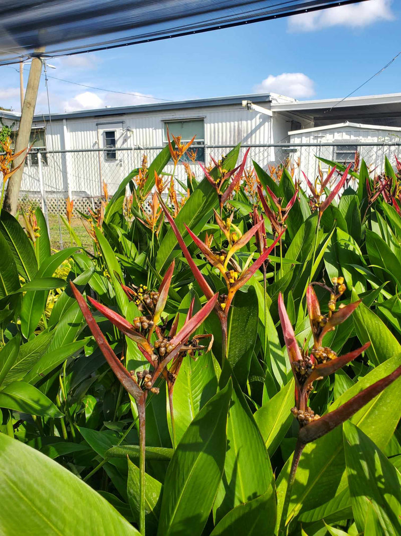 Heliconia with striking, colorful bracts and lush green foliage, perfect for adding a tropical flair and vibrant color to Florida gardens